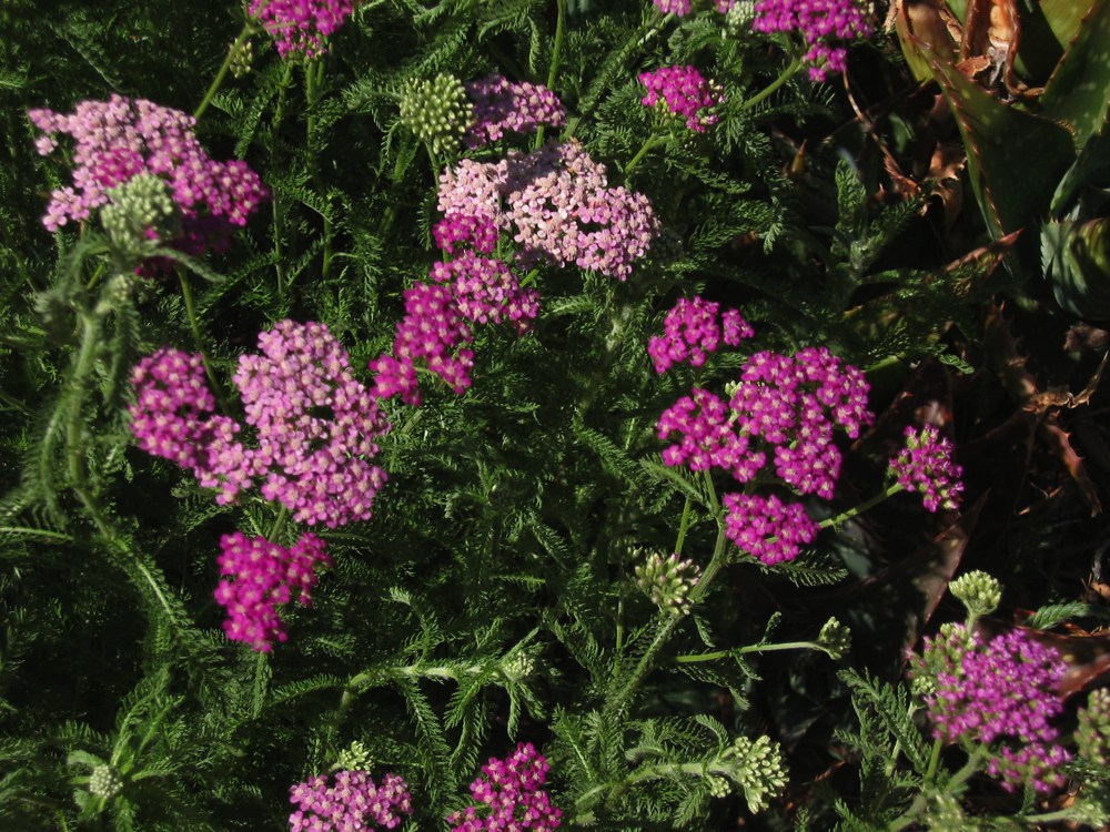 Achillea millefolium `Lilac Beauty` This easy to grow perennial is a California native, but it fits well in any type of garden from cottage to xeric. An annual cut-back to roughly eight inches is all the care this plant requires. Yarrow 'Lilac Beauty' grows to two feet in height and width and bears purple heads of flowers from spring to fall.Height:  1`    Width:   10-15`Water Use: very lowPruning:  Prune out dead wood, unruly branches.Placement:  Hot, dry sun.Bloom season: Winter.