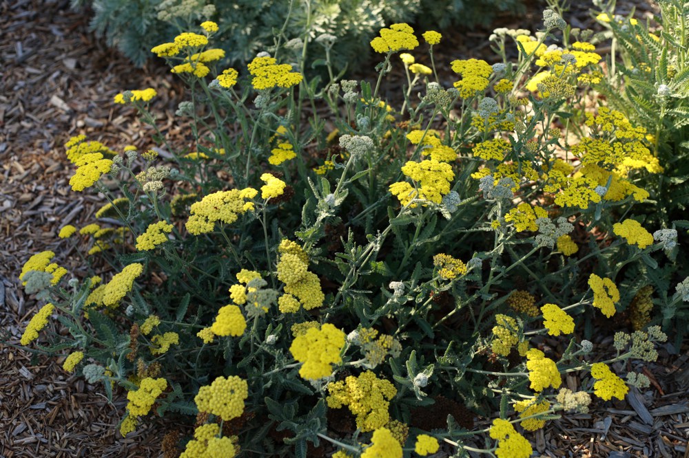 Achillea x `Moonshine`  This easy to grow perennial is a California native, but it fits well in any type of garden from cottage to xeric. An annual cut-back to roughly eight inches is all the care this plant requires. Yarrow 'Moonshine' grows to two feet in height and width and bears yellow heads of flowers from spring to fallHeight:  1-2.5`    Width:   2-4`Water Use: lowPruning:  Cut to 6" in winter.Placement:  Full sun.Bloom season: Spring to fall.