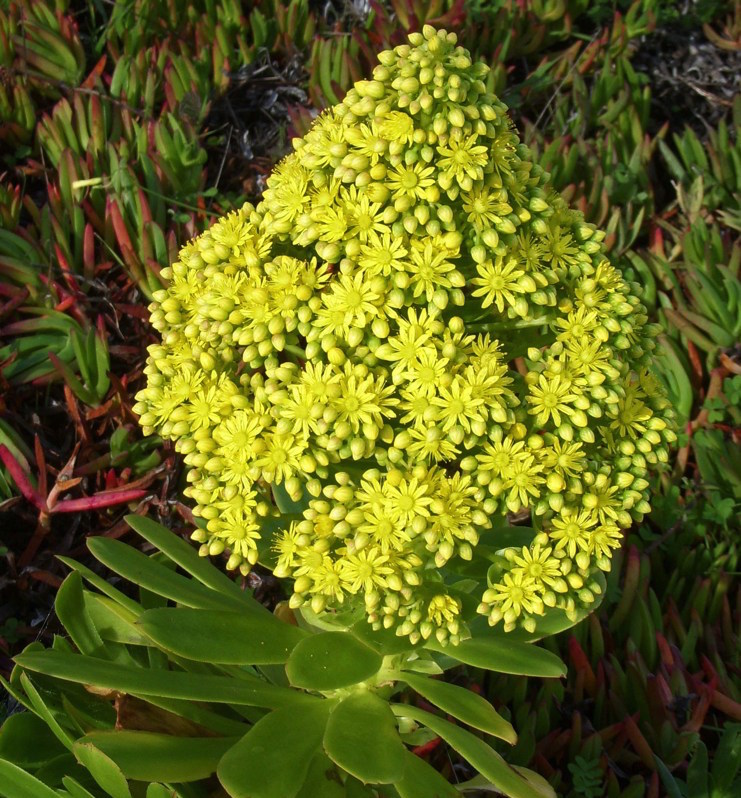 Aeonium arboreum `Atropurpureum`  Tree aeonium hails from the Canary Islands, where it grows on rocky hillsides with virtually no dry season rainfall. While rosettes may curl in summer drought, they will reopen with the first rain. Flowers in winter; frost tender. Height:  2`   Width:  2`Water Use: lowPruning:  Cut to 6" in winter.Placement:  Full sun.Bloom season: Midsummer to fall.