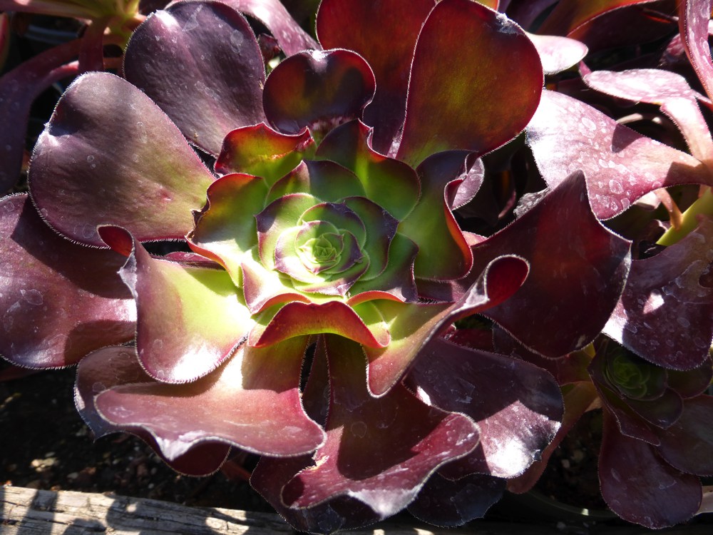 Aeonium x `Cyclops`  Aeonium 'Cyclops' is a giant version of A. arboreum. Huge red rosettes offer good color in a xeric landscape.Height:  2`   Width:  2`Water Use: lowPruning:  Cut to 6" in winter.Placement:  Full sun.Bloom season: Spring to fall.