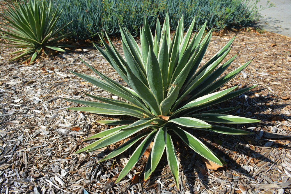 Agave angustifolia marginata  The century plant is monocarpic; that is, it grows for many year, flowers, and then dies. Don't worry - suckers produced by the mother plant quickly fill the gap. Great for desert landscapes; hardy to near 15˚F. Use caution when pruning as sap can produce a nasty burn. Height:  3`   Width:  3`Water Use: lowPruning:  NonePlacement:  Sun on coast to part shade inland.Bloom season: Grown for foliage.