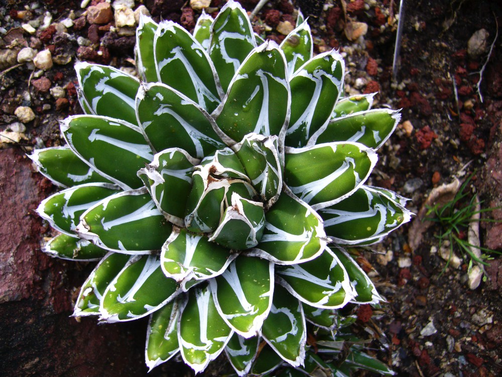 Agave victoriae-reginae   The focus of this plant is its odd foliar form. Narrow, dark green leaves are packed into a tight rosette somewhat resembling an artichoke. Better behaved than A. angustifolia in terms of suckering and ultimate size. Hardy to around 20˚F. Height:  4-5`   Width:  3-4`Water Use: lowPruning:  NonePlacement:  Sun on coast to part shade inland.Bloom season: Grown for foliage.