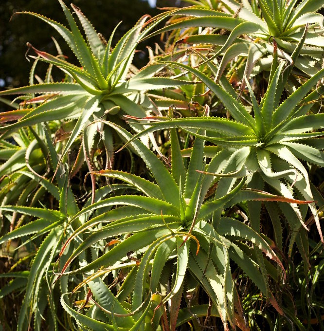 Aloe arborescens `Lutea`  This aloe is a yellow variety of the red torch aloe, which is frequently planted along the California coast. Torch aloe is tough in ocean wind, drought and salt air, but can also take inland heat (though not in full sun). Protect from heavy frost. Spires of red flowers in fall, winter.Height:  2.5`    Width:   5`Water Use: lowPruning:  Prune dead flower stalks.Placement:  Full sun.Bloom season: Summer.