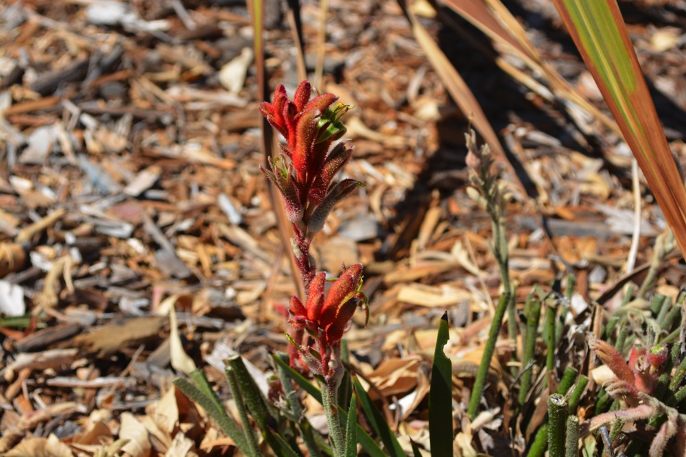 Anigozanthos x `Bush Baby`There is a kangaroo paw cultivar for every taste, from knee-high dwarf varieties to ten foot giants, with flowers ranging in color from yellow to pink to red to green. All are drought tolerant when established, have evergreen strap-like leaves and can take temperatures to near 20˚F.  Height:  3-4`   Width:  3-4`Water Use: lowPruning:  Prune dead flower stalks.Placement:  Hot, dry sun.Bloom season: Monocarpic; blooms one summer.