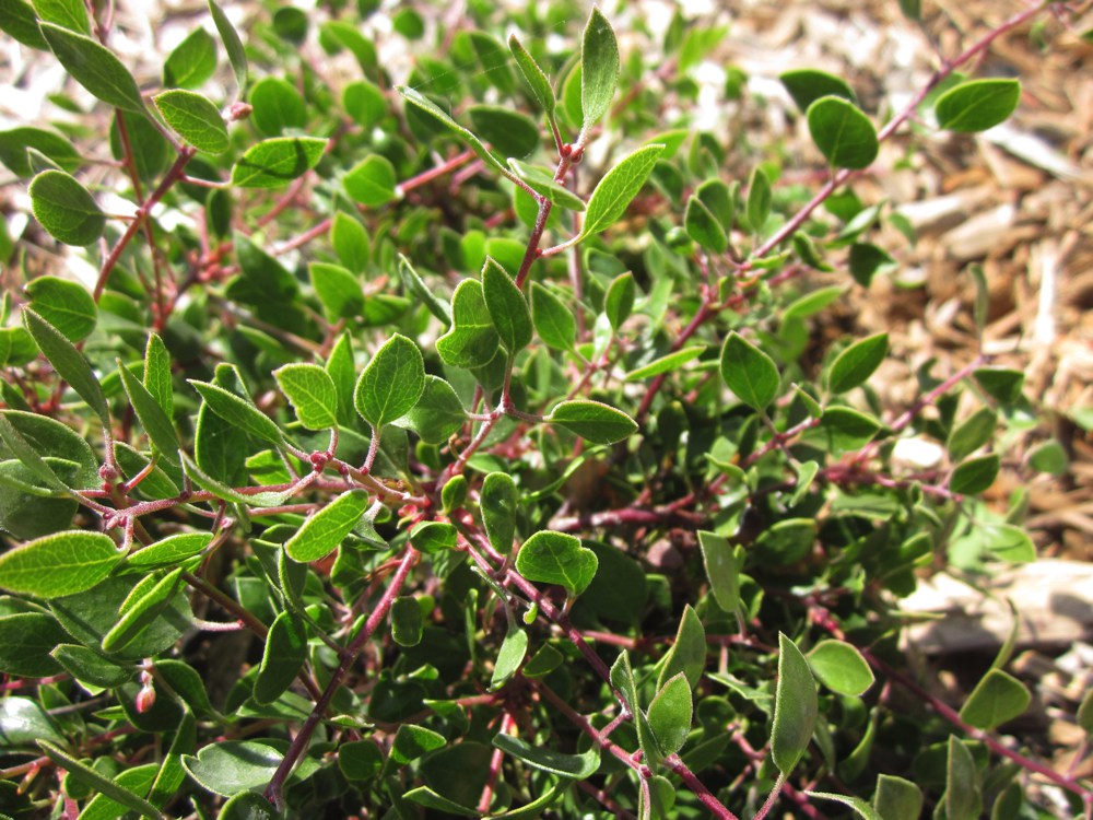 Arctostaphylos hookeri   Hooker's manzanita is an evergreen mounding shrub to roughly three feet. White urn-shaped flowers in pendulous clusters in mid-winter and smooth red bark provide interest in the winter garden. Like all manzanitas, A. hookeri requires excellent drainage to thrive. Height:  1.5`   Width:  3`Water Use: lowPruning:  Prune dead flower stalks.Placement:  Sun to part shade.Bloom season: Spring to fall.