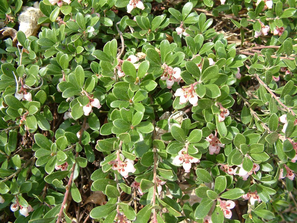 Arctostaphylos uva-ursi   This extremely cold-tolerant manzanita makes a good drought-resistant ground cover in coastal areas, but is not well-suited to the hot summers of California's inland regions. White urn-shaped flowers in winter.Height:  6`   Width:  6`Water Use: medPruning:  Lightly shear to keep full.Placement:  Full sun.Bloom season: Year-round.