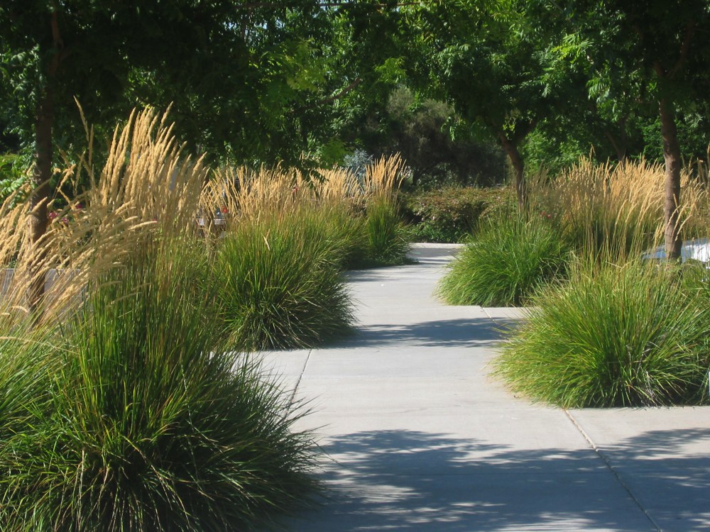 Calamagrostis x acutiflora `Karl Foerster`This upright blonde-flowered grass lends an light, airy texture to the landscape and grows to five feet high by three feet wide. It is undemanding, but prefers regular water. Height:  3`   Width:  6`Water Use: lowPruning:  Cut back when leggy to rejuvenate.Placement:  Full sun.Bloom season: Grown for foliage.