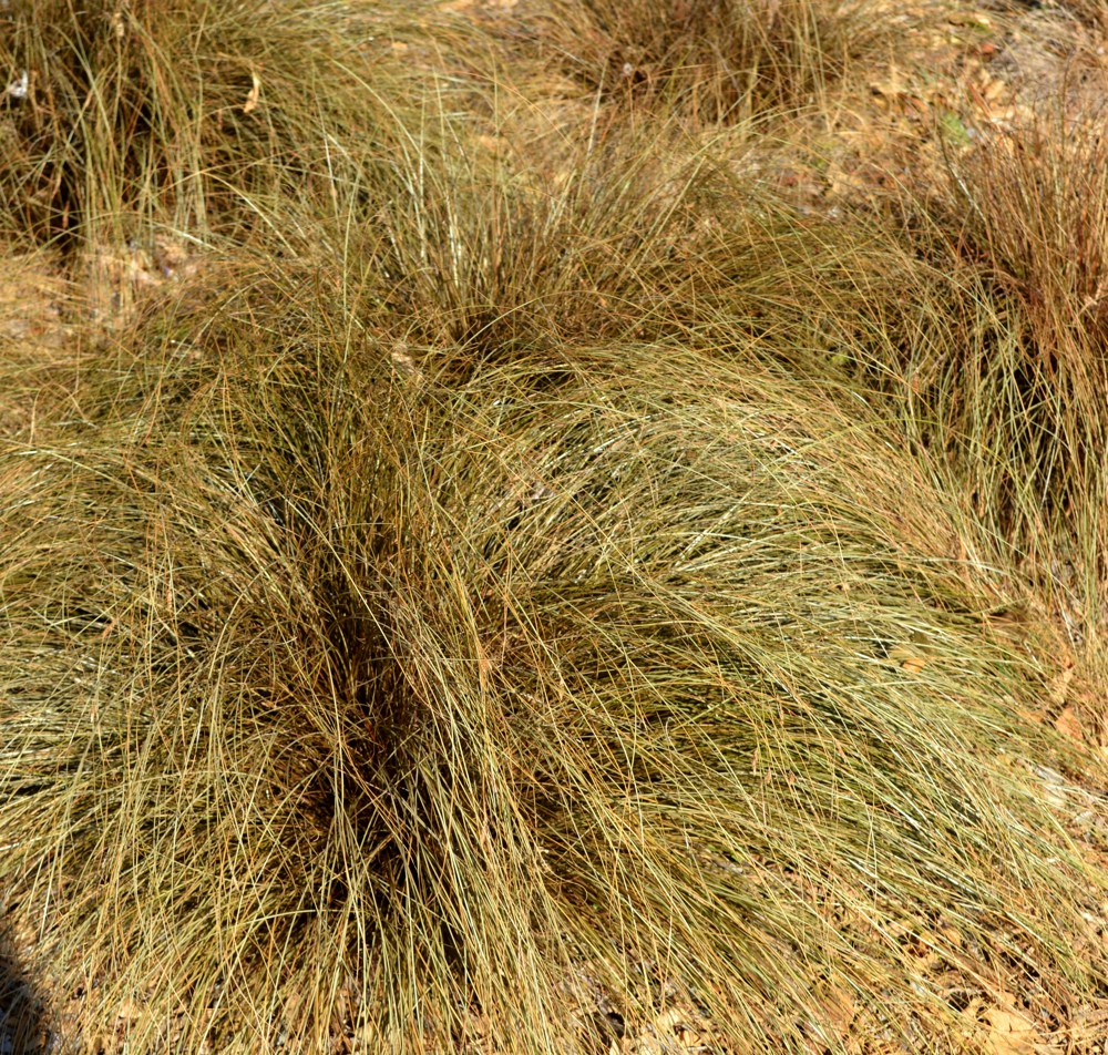 Carex comans   A versatile and well-behaved small sedge, Carex comans forms airy bronze clumps that look good year-round with little care. It requires only occasional water once established and is hardy to 0˚F. Height:  4`   Width:  4`Water Use: lowPruning:  Cut back when leggy to rejuvenate.Placement:  Full sun.Bloom season: Spring to fall.