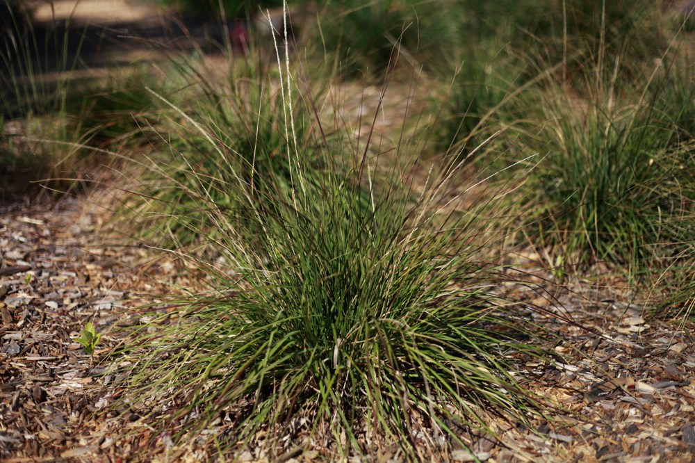 Carex divulsa    (tumulicola?)Berkeley sedge is rapidly becoming a popular lawn substitute due to its drought tolerance and rich green foliage.  It should only be mowed once every several months and cannot take regular foot traffic. Hardy to 10˚F.Height:  2-4`   Width:  1.5-2`Water Use: lowPruning:  Cut back when leggy to rejuvenate.Placement:  Sun, but not dry areas.Bloom season: Summer.