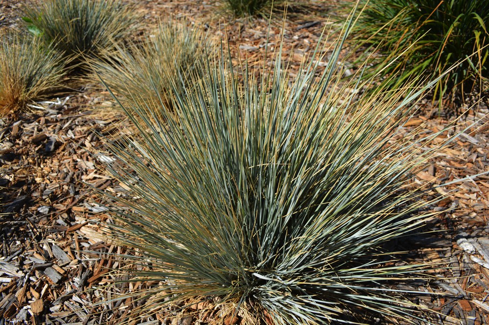 Carex praegracilis   California field sedge is most commonly used as a lawn substitute. It tolerates moderate foot traffic and, while not quite drought hardy, requires much less water than a regular fescue lawn. Plants can be mowed or not; hardy to around 10˚F. Height:  1`   Width:  2`Water Use: lowPruning:  NonePlacement:  Full sun.Bloom season: Summer.