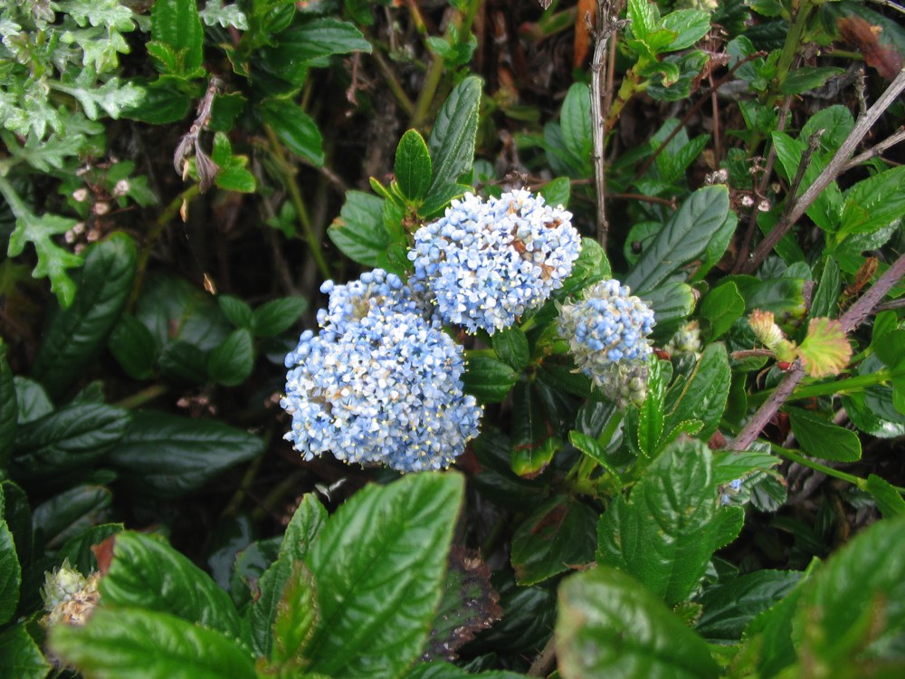 Ceanothus griseus horizontalis `Yankee Point`One of the most popular Ceanothus 'Yankee Point' forms a dark green shrub between three and six feet high. It requires no summer water and puts on a spectacular display of lilac flowers in spring. Takes full sun to part shade. Height:  1-2`   Width:  1-2`Water Use: medPruning:  NonePlacement:  Sun to part shade.Bloom season: Grown for foliage.