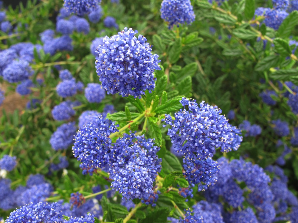 Ceanothus x `Concha`  Ceanothus 'Concha' forms a green shrub between three and six feet high. It requires no summer water and has a heavy bloom of lilac flowers in spring. Leaves are narrower than C. 'Yankee Point'; takes full sun to part shade. Height:  3-5'   Width:  3'Water Use: very lowPruning:  NonePlacement:  Full sun.Bloom season: Summer to mid-winter.