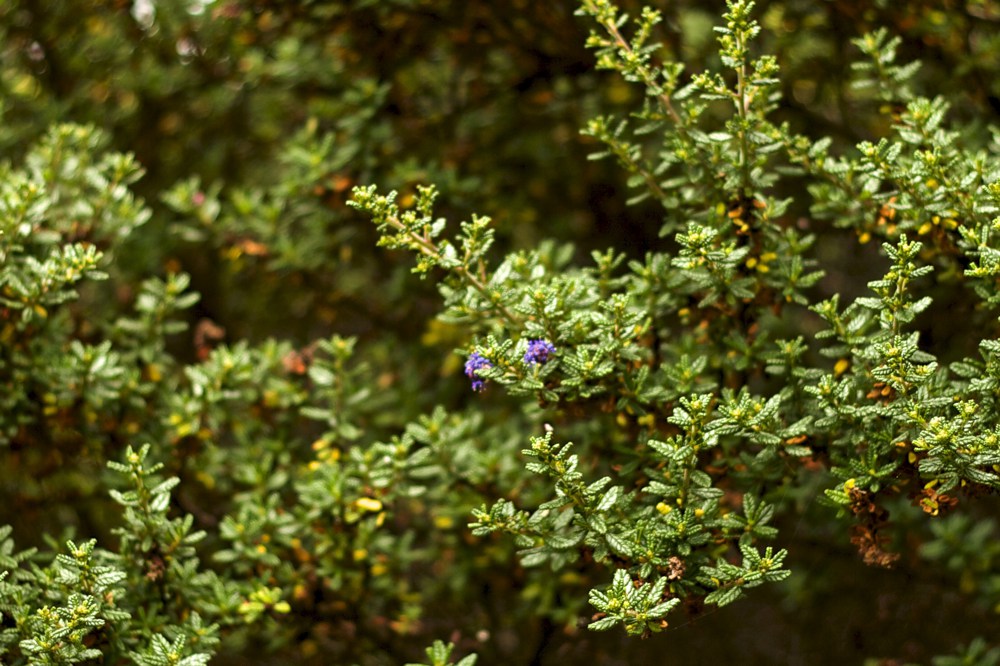 Ceanothus x `Dark Star` Ceanothus 'Dark Star' forms a dark green shrub between three and six feet high. It requires no summer water and puts on a spectacular display of deep purple flowers in spring. Leaves are crinkly; takes full sun to part shade. Height:  2-3`   Width:  8-10`Water Use: very lowPruning:  Prune dead or unruly branches, lightly shear to keep full.Placement:  Full sun.Bloom season: Spring.