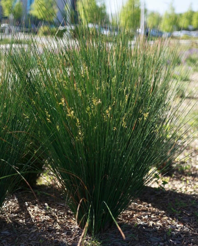 Chondropetalum tectorum   Cape rush is one of the toughest landscape plants for gardens that stay above 20˚F. It can grow in any soil, in sun or part shade, in a pond or in a xeric landscape. It eventually forms a tight 2-3' clump and grows to five feet in height. Height:  6-7`   Width:  6-8`Water Use: very lowPruning:  Prune dead or unruly branches, lightly shear to keep full.Placement:  Full sun.Bloom season: Spring.