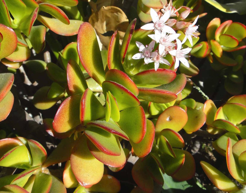 Crassula ovata `Hummel'S Sunset` This South African native is a unique addition to any mild-winter garden. Stout woody stems terminate in clumps of succulent foliage which reddens at the edges, especially under water stress (hence 'Hummel's Sunset'). White or pink star-like flowers in winter add further interest. Height:  3`   Width:  5`Water Use: lowPruning:  Cut back when leggy to rejuvenate.Placement:  Full sun.Bloom season: Spring to fall.