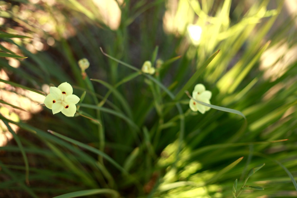 Dietes bicolor   Fortnight lily is a common and tough plant, bearing cream iris-like flowers with brown accents in flushes 'on the fortnight' (roughly every two weeks) any time of the year. It is not picky about soil and can tolerate some drought once established. It self-sows freely, so remove fruits if you don't want seedlings. Hardy to mid teens F.  Height:  1-3`   Width:  1-2`Water Use: lowPruning:  NonePlacement:  Sun on coast to part shade inland.Bloom season: Winter.