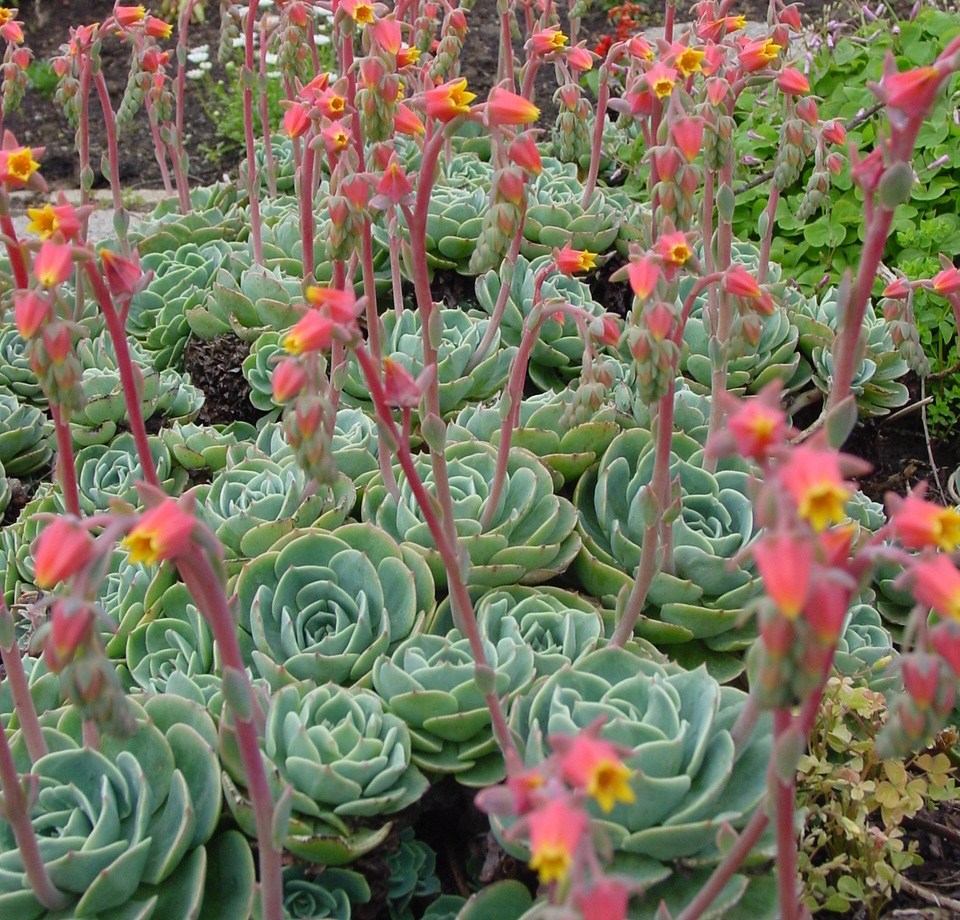 Echeveria x `Imbricata`  This Mexican succulent forms a tight cluster of grey-green rosettes topped by red and yellow flowers primarily in spring. It is highly drought tolerant and hardy to the low 20's F.  Rosettes are tighter and more numerous than those of  E. secunda.Height:  1`   Width:  6"Water Use: lowPruning:  NonePlacement:  Sun on coast to part shade inland.Bloom season: Spring.