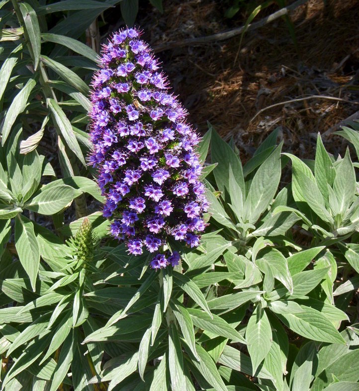 Echium candicans   Pride of Madeira is indeed a plant to be proud of. Loose rosettes of furry grey leaves erupt with towering spikes of blue flowers in spring and early summer. Plants tolerate significant drought and require no pruning except removal of dead flower heads. Flowers attract bees and butterflies. Hardy to mid 20's F.Height:  2-3`   Width:  2-3`Water Use: lowPruning:  Prune dead flower stalks.Placement:  Full sun to part shade.Bloom season: Year-round.