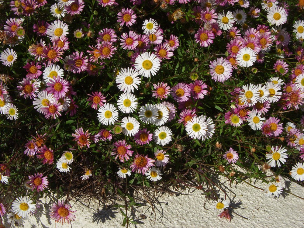 Erigeron karvinskianus `Profusion`  Santa Barbara daisy is a plant of many virtues. It blooms almost constantly, thrives in hot sun and dry soil, and requires little care except a hard cutting back each year. This South American native makes a lovely low border of light-textured foliage and small white flowers.Height:  3`   Width:  4`Water Use: lowPruning:  Prune dead flower stalks.Placement:  Full sun to part shade.Bloom season: Mainly summer, occasional flowers year-round.