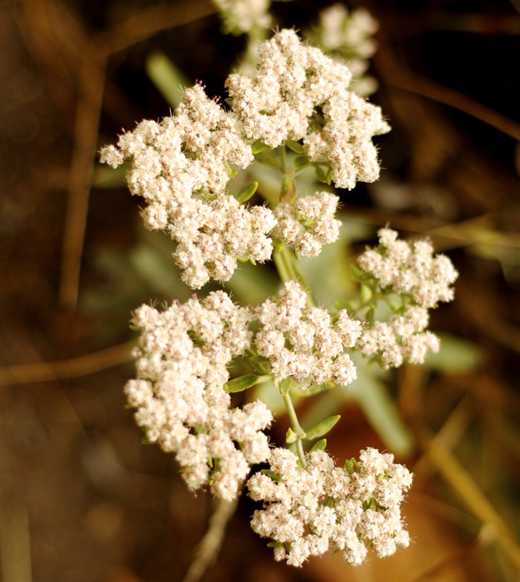 Eriogonum arborescens   Like most California buckwheats, E. arborescens likes heat, sun and dry soil. However, larger leaves give Santa Cruz Island buckwheat more substance than other varieties and its interesting trunking habit merits it a central position in the garden. Height:  5-6`   Width:  6-10`Water Use: lowPruning:  Prune dead flower stalks.Placement:  Full sun.Bloom season: Spring and early summer.