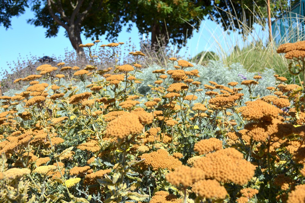 Eriogonum umbellatum   Silvery green leaves shaped like spoons give rise to tight clusters of yellow flowers in spring and summer. Height:  1`   Width:  1`Water Use: lowPruning:  NonePlacement:  Sun on coast to part shade inland.Bloom season: Spring.