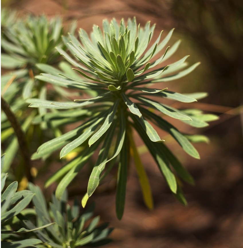 Euphorbia characias wulfenii `Mediterranean Spurge`This Mediterranean euphorbia contributes an exotic note to the landscape with its spirally arranged leaves and large heads of bell-shaped yellow to green flowers. All parts of the plant are poisonous, and it is said to repel gophers. Hardy to 10˚F.Height:  1`   Width:  3`Water Use: lowPruning:  Hedge back to keep under control and full.Placement:  Sun to part shade.Bloom season: Year-round.