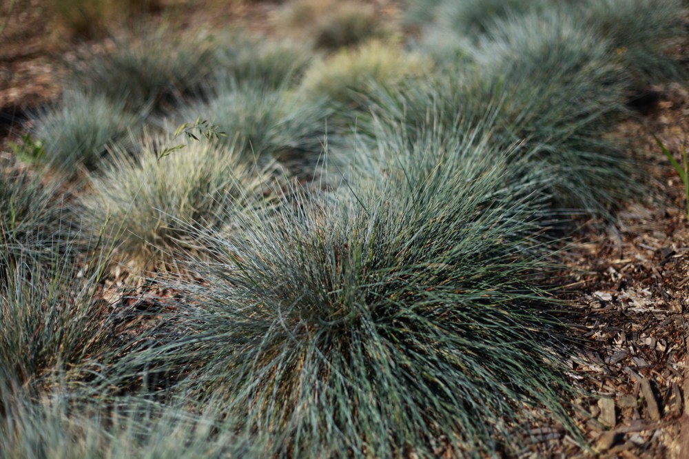 Festuca glauca   This small cluming grass makes a good accent plant with its distinctly blue-grey foliage. While not as drought tolerant as California fescue, blue fescue will survive with only occasional summer watering. Tolerates any soil, extreme cold. Height:  3`   Width:  3`Water Use: lowPruning:  Prune dead flower stalks.Placement:  Full sun.Bloom season: Spring to fall.