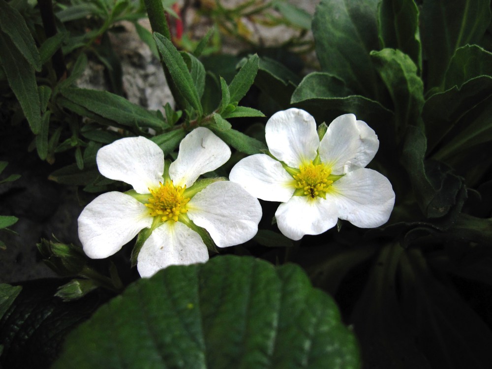 Fragaria chiloensis   Beach strawberry produces edible albeit small fruits in summer. The rest of the year, it acts as a free-form woodsy groundcover for full sun or part shade and requires only occasional water.Height:  1`   Width:  1.5`Water Use: lowPruning:  NonePlacement:  Sun on coast to part shade inland. Bloom season: Nearly year-round; mostly in spring and fall.