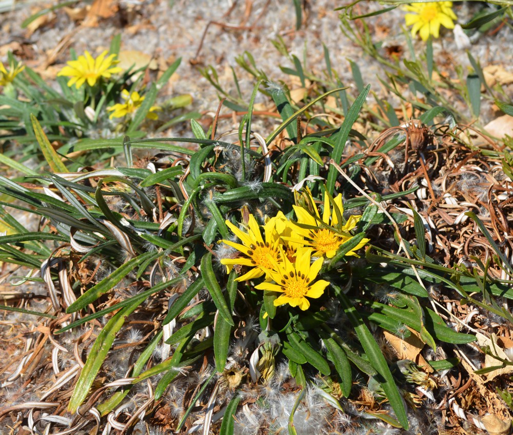 Gazania linearis `Colorado Gold` Colorado gazania is much more cold tolerant (to -20˚) than G. rigens, which is commonly seen in coastal California gardens. It bears golden daisylike flowers spring to fall. Height:  2`   Width:  2`Water Use: lowPruning:  NonePlacement:  Full sun. Bloom season: Spring to summer.