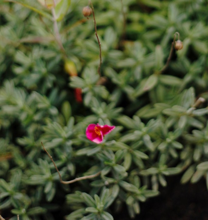 Helianthemum nummularium `Wisley Pink` A good choice for hot dry areas with poor soil, Wisley pink sunrose is a loose low shrub to 1' high by 3' wide. Pink roselike flowers appear primarily in midsummer and sporadically as long as the weather is warm. Native to the Mediterranean basin.Height:  4-8"   Width:  1-1.5`Water Use: medPruning:  NonePlacement:  Sun to part shade.Bloom season: Spring.