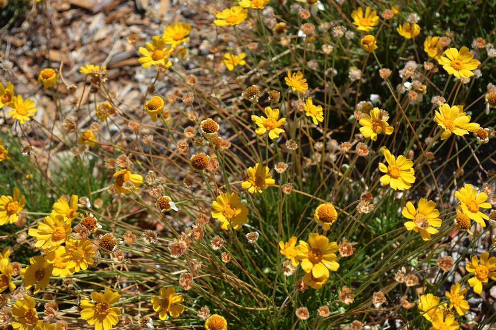 Helianthemum nummularium `Yellow`  A good choice for hot dry areas with poor soil, yellow sunrose is a loose low shrub to 1' high by 3' wide. Yellow flowers appear primarily in midsummer and sporadically as long as the weather is warm. Native to the Mediterranean basin.Height:  6-12"   Width:  6-12"Water Use: medPruning:  NonePlacement:  Full sun.Bloom season: Spring to fall.