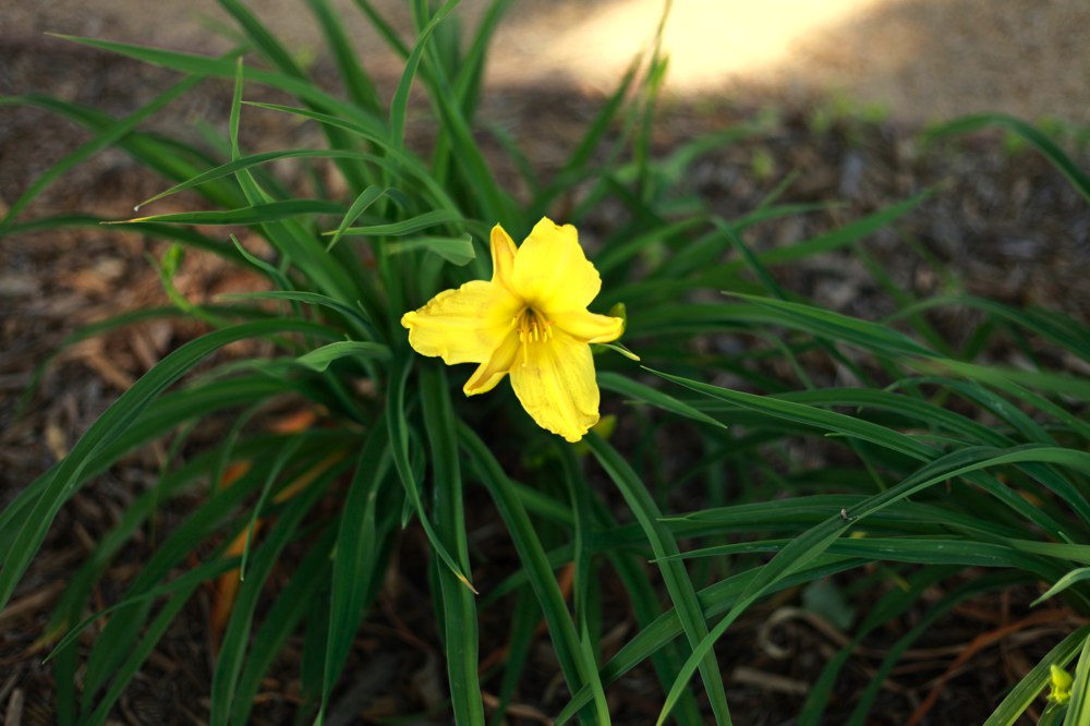 Hemerocallis x `Yellow`  There are innumerable varieties of daylily. All have bright green strap-like leaves and bear large colorful flowers nearly year-round in mild regions. 'Yellow' is a full size variety; flowers are held above foliage on stalks to 4'. Height:  2`   Width:  1-2`Water Use: medPruning:  Prune dead flower stalks.Placement:  Full sun.Bloom season: Nearly year-round.