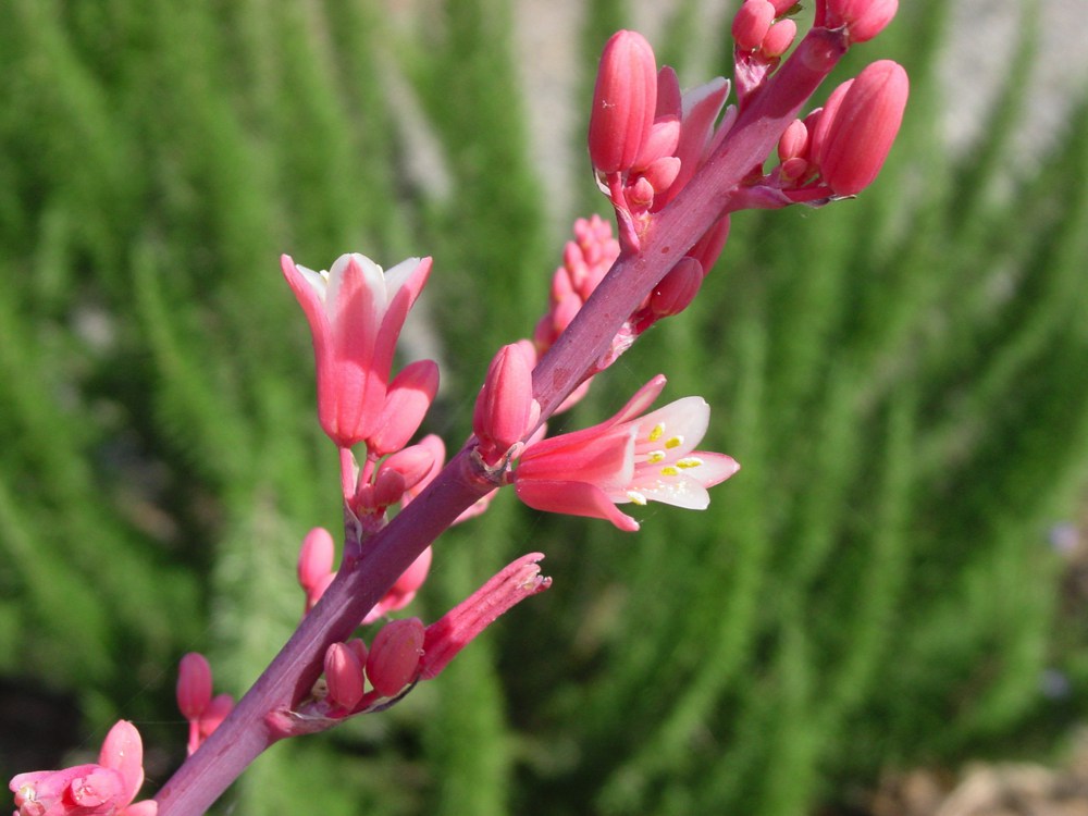 Hesperaloe parviflora   Red yucca is tough as nails. It tolerates extreme heat and cold, highly alkaline soil and drought while rewarding the gardener with 4-6' stalks of red flowers from  spring to early winter.Height:  2.5`-4`   Width:  2-3`Water Use: medPruning:  Prune dead flower stalks.Placement:  Full sun.Bloom season: Nearly year-round.