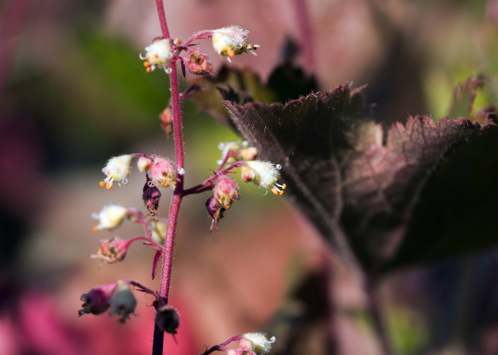 Heuchera maxima   Island alum root is a small evergreen plant originating from California's Channel Islands. It has a casual woodland look and likes shade, but does not require much water. Bears white flowers held above foliage on 1' stems in spring. Height:  6-8"   Width:  3`Water Use: lowPruning:  Lightly shear to keep full.Placement:  Full sun.Bloom season: Summer.