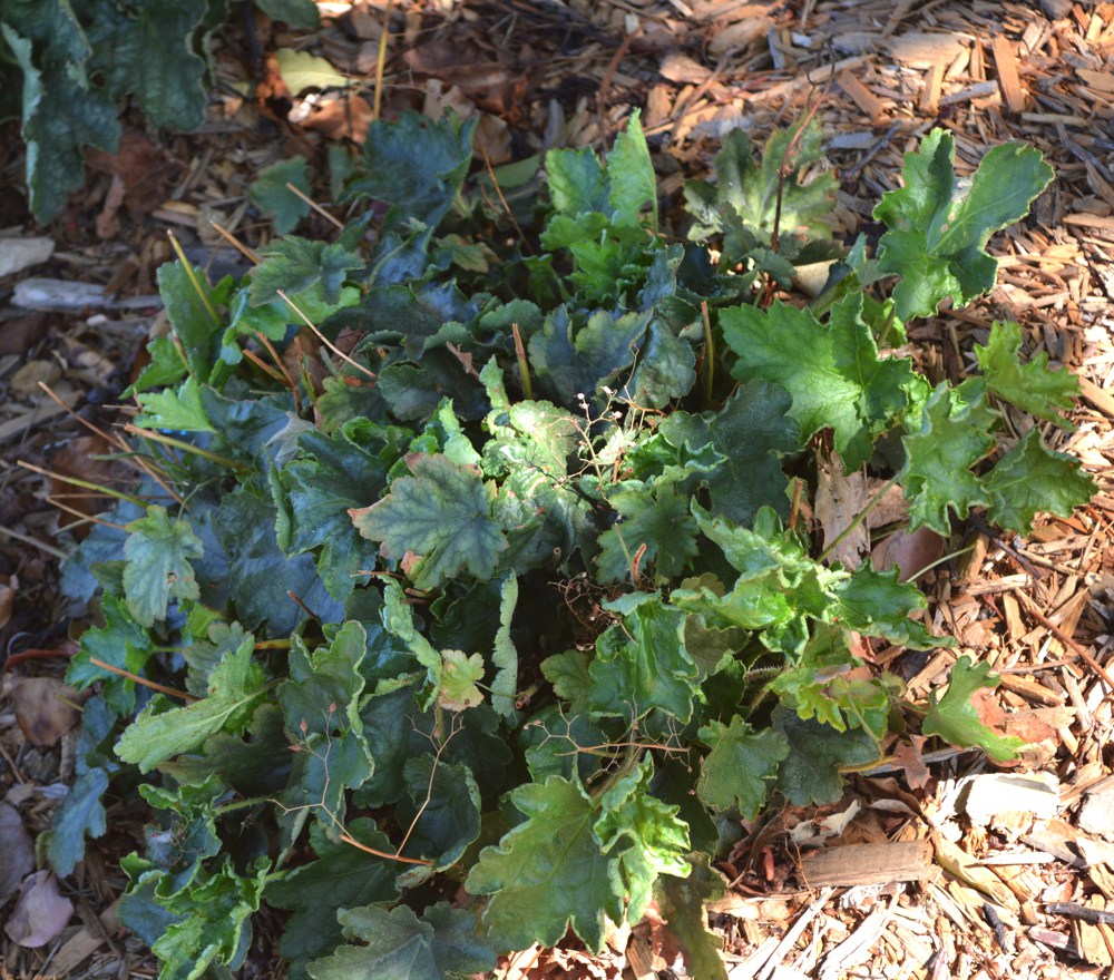 Heuchera micrantha   Alum root is a small evergreen plant originating from California's Channel Islands. It has a casual woodland look and likes shade, but does not require much water. Bears white flowers held above foliage on 1' stems in spring. Height:  6-8"   Width:  3`Water Use: lowPruning:  Lightly shear to keep full.Placement:  Full sun.Bloom season: Summer.