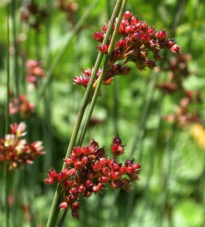 Juncus patens   This California native lends a riparian feeling to the garden without requiring excessive water. Somewhat spiky leaves make a stiff, upright plant to about one foot.Height:  2.5`   Width:  2.5`Water Use: highPruning:  Cut back when leggy to rejuvenate.Placement:  Sun to part shade.Bloom season: Grown for foliage.