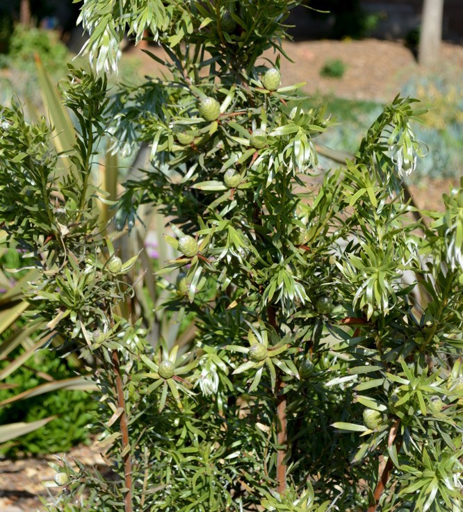 Leucadendron x `Pisa`  This South African native is known for its ability to withstand seashore conditions - constant wind, poor soil and salt spray. Surprisingly, it can also grow well in California's Central Valley. 'Pisa' is characterized by twisted leaves and lime-sulfur 'flowers' (really colored bracts surrounding an insignificant female cone). Hardy to 20˚F.Height:  2`   Width:  3`Water Use: lowPruning:  Prune dead flower stalks.Placement:  Full sun.Bloom season: Summer.