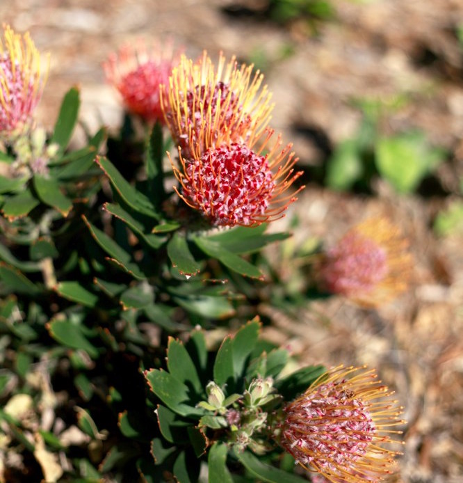 Leucospermum cordifolium `Flame Spike` Leucospermum is a South African native in the same family as the leucodendrons ('leuco' is from the Greek for 'white', referring to the plant's grey leaves). Red pincushion-like flowers up to six inches across appear in spring and make excellent cut flowers. Plants can reach 6', but are easily kept shorter with pruning. Frost tender. Height:  8-10`   Width:  6-8`Water Use: lowPruning:  NonePlacement:  Sun. Bloom season: Winter to spring.