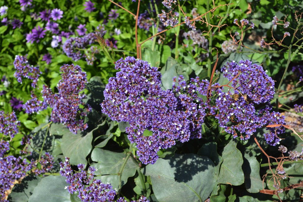 Limonium perezii   Sea lavender gets its name from its toughness in coastal gardens. It takes wind, salt, and cool summers but it cannot take frost. Small white petals are insignificant; however, larger purple sepals remain on the plant for months providing year-round color. Height:  4-5`   Width:  4-6`Water Use: medPruning:  NonePlacement:  Sun. Bloom season: Winter to spring.