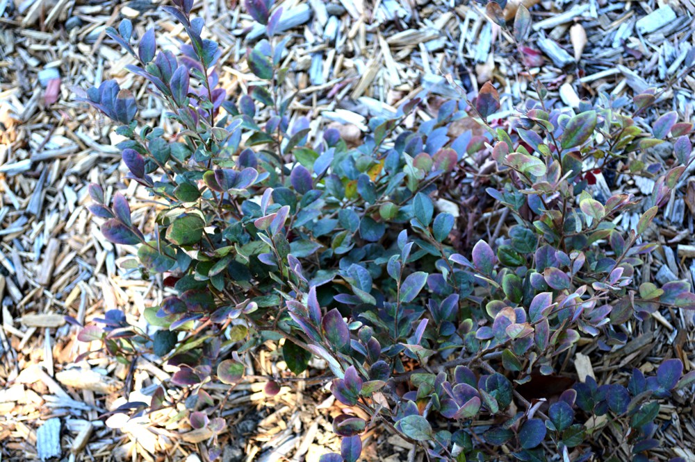 Loropetalum chinense `Hines Purpleleaf Plum Delight'Loropetalum adds a splash of color to the landscape in or out of flower. Evergreen (or ever-burgundy) foliage is accented in late winter by a heavy bloom of spidery pink flowers. Blooms sporadically all year. Hardy to below 10˚F; deciduous in coldest winters.Height:  3`   Width:  3`Water Use: lowPruning:  Prune dead flower stalks.Placement:  Sun on coast to part shade inland.Bloom season: Year-round.