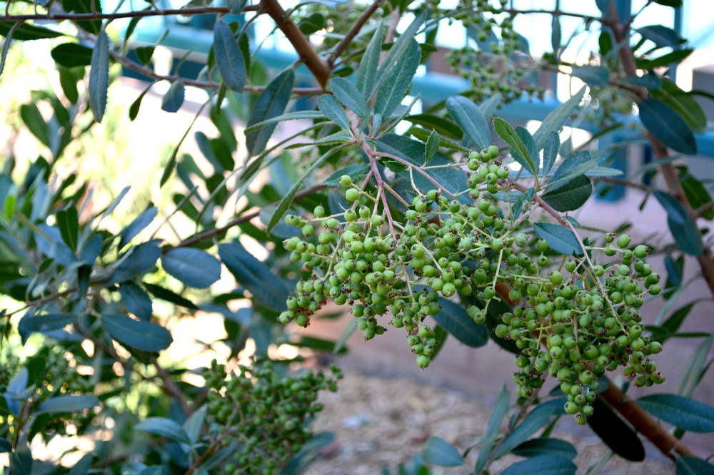 Mahonia repens   Creeping mahonia is a tough evergreen groundcover, growing to 1' high. It is drought and cold tolerant and requires little care. Cheery yellow flowers are borne in late winter in California, spring in colder areas. Spiny leaves can be a hazard. Height:  6-10`   Width:  6-10`Water Use: lowPruning:  Lightly shear to keep full.Placement:  Sun to part shade.Bloom season: Late winter.