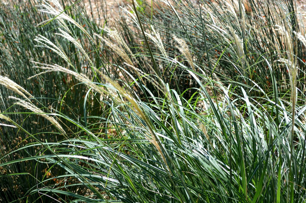 Muhlenbergia capillaris   Pink muhly grass is a traffic stopper. From late summer to winter, the plant is covered in a soft pink cloud of flower heads. All the care this wonder needs is a winter trim to look neat all year. Prefers regular water.Height:  4`   Width:  4`Water Use: highPruning:  Cut back when leggy to rejuvenate.Placement:  Full sun.Bloom season: Late summer.