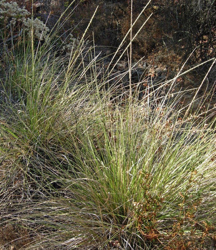 Muhlenbergia rigens   A popular California native, deer grass's soft, pleasing form goes well in just about any landscape. It requires water only once or twice a summer when established.Height:  3`   Width:  6`Water Use: lowPruning:  Cut back when leggy to rejuvenate.Placement:  Full sun.Bloom season: Late summer.