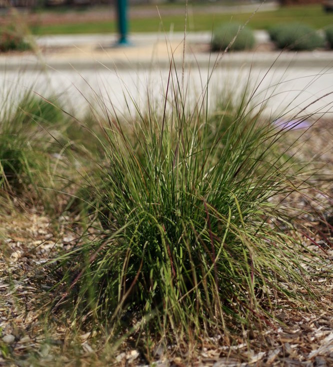 Nassella cernua   Nodding needlegrass evokes a quiet California meadow with its slender stems that wave in the gentlest breeze. It is drought tolerant, likes full sun, and is cold hardy to 10˚F. Height:  4`   Width:  4`Water Use: lowPruning:  Cut back when leggy to rejuvenate.Placement:  Full sun.Bloom season: Summer.