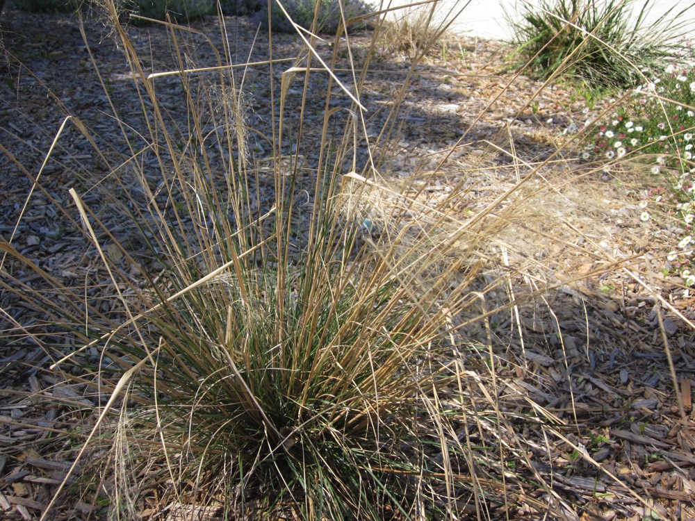 Nassella pulchra   Purple needlegrass adds color to the dry meadow garden with its purple flowers and seeds. It is also California's state grass.Height:  3`   Width:  2`Water Use: very lowPruning:  Cut back when leggy to rejuvenate.Placement:  Full sun.Bloom season: Spring.