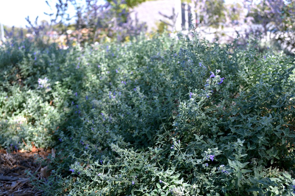 Nepeta x faassenii  Catmint makes the perfect border. It forms a mound about 8" high by 18" wide with  masses of purple flowers from spring to fall. Water regularly; cut back in winter.Height:  1-2`   Width:  3-4`Water Use: medPruning:  Prune dead flower stalks.Placement:  Part to full shade.Bloom season: Spring.