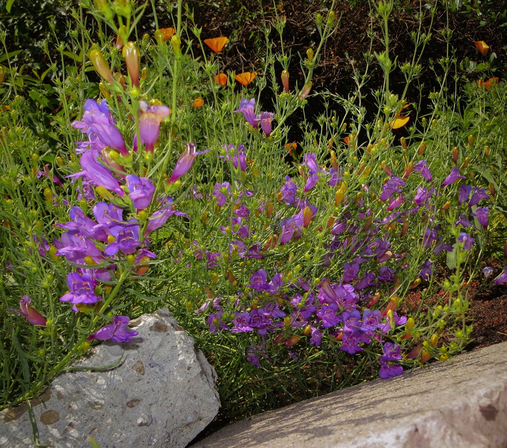 Penstemon heterophyllus   Foothill penstemon is another miracle plant. The most popular cultivar, 'Margarita BOP' originates from San Luis Obispo county, CA, where it survives on hot rocky hillsides with zero summer water. In late spring, the unassuming plant bursts with masses of clear blue flowers . If deadheaded, plants can bloom almost all year.Height:  1-3`   Width:  1-3`Water Use: lowPruning:  Prune dead flower stalks.Placement:  Full sun.Bloom season: Late spring to summer.