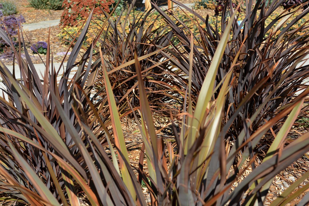 Phormium tenax `Dusky Chief` All New Zealand flax form a bold upright mass of lance-like leaves and are hardy to around 15˚F. They will grow in sun or part shade and require only occasional water.  Cultivars vary in size and leaf color. 'Dusky Chief' is a larger variety with solid maroon-red foliage. Height:  3-4`   Width:  3-4`Water Use: lowPruning:  Cut to 6" in winter.Placement:  Full sun.Bloom season: Spring to fall.