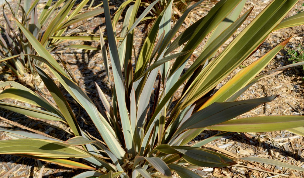 Phormium tenax `Firebird`  All New Zealand flax form a bold upright mass of lance-like leaves and are hardy to around 15˚F. They will grow in sun or part shade and require only occasional water.  Cultivars vary in size and leaf color. 'Firebird' is a medium-sized very colorful New Zealand flax; leaves are rose red with green to bronze margins. Height:  4-8`   Width:  3-5`Water Use: lowPruning:  Remove dead lower leaves, prune dead flower stalks.Placement:  Sun to part shade.Bloom season: Summer.