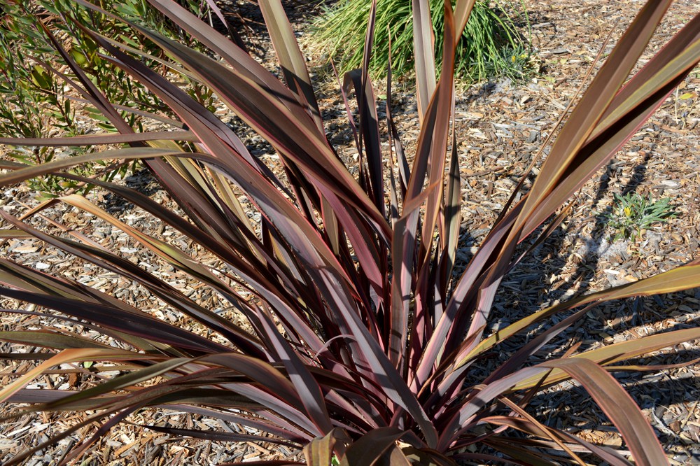 Phormium tenax `Guardsman`  All New Zealand flax form a bold upright mass of lance-like leaves and are hardy to around 15˚F. They will grow in sun or part shade and require only occasional water.  Cultivars vary in size and leaf color. 'Guardsman' is another large New Zealand flax, to seven feet tall and wide. Leaves are dark maroon with scarlet edges.Height:  6`   Width:  3-4`Water Use: lowPruning:  Remove dead lower leaves, prune dead flower stalks.Placement:  Sun to part shade.Bloom season: Summer.